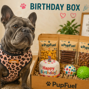french bulldog enjoying her birthday box full of natural treats and toys